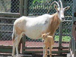 東京都・多摩動物園で、シロオリックスの赤ちゃん誕生!