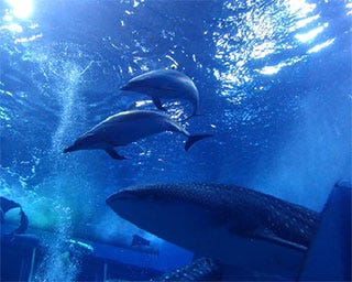 沖縄美ら海水族館でマダライルカの展示が開始 マイナビニュース