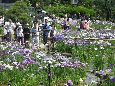 東京都葛飾区で 葛飾菖蒲まつり を開催 パレードや縁日 バザーなども マイナビニュース