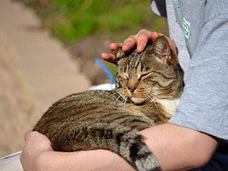 認定動物看護師の資格の取り方 マイナビニュース