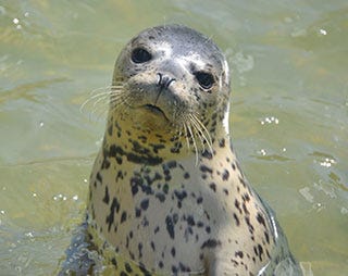 保護されたゴマフアザラシの子供が展示開始 北海道 おたる水族館 マイナビニュース