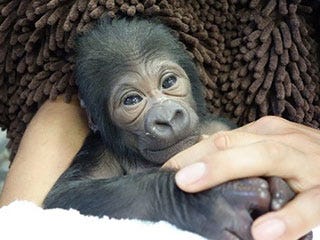 絶滅危惧種のニシローランドゴリラの赤ちゃん誕生 愛知県 東山動物園 マイナビニュース