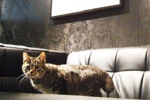 保護された猫達がいる猫カフェでイラスト展が開催-東京都・浅草