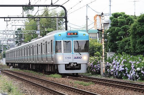 京王井の頭線 今年も東松原駅にて線路脇のあじさいのライトアップ開始 マイナビニュース
