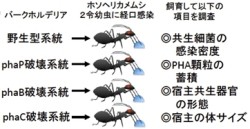 産総研など 害虫 ホソヘリカメムシ の腸内細菌の共生に必要な物質を解明 Tech