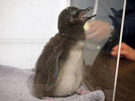 東京都 すみだ水族館がモフモフのペンギンの赤ちゃんを特別公開 画像38枚 マイナビニュース