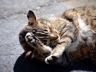 猫が見る夢は狩りの夢 1日14時間寝る猫の睡眠の秘密に迫ってみた マイナビニュース