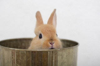 「ウェールズのウサギ(Welsh rabbit)」ってどんな料理?【知っているとちょっとカッコいい英語のコネタ】