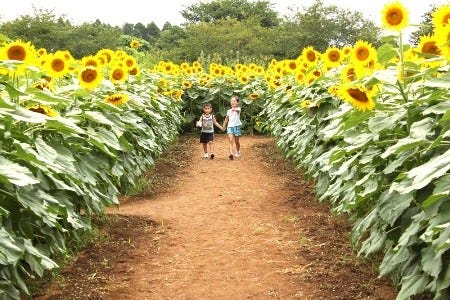 千葉県 成田ゆめ牧場に 高さ2mのひまわりが作る 迷路 登場 マイナビニュース