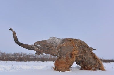 シベリアの永久凍土で発見された少女マンモス展が横浜で開催 画像109枚 マイナビニュース
