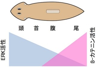 慶応大 これまで否定されていた3倍体プラナリアの有性生殖を確認 Tech 慶応大 これまで否定されていた3倍体プラナリアの有性生殖を確認 Tech