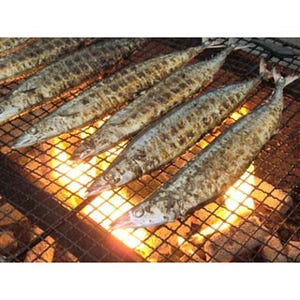 北海道・札幌で「根室さんま直送市」開催。「大トロさんま」の炭火焼きも