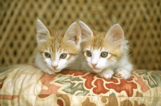 母猫が様々な柄の子猫を生むことができるワケ マイナビニュース