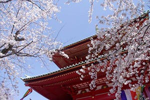 桜や富士山だけじゃない 残したい日本の風景を外国人に聞いてみた マイナビニュース