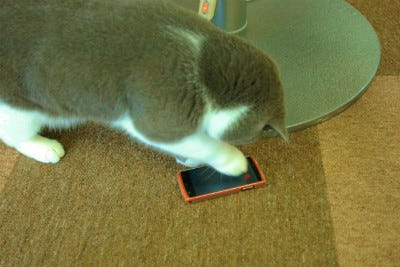 スマホ写真モテ部 モフモフ感 はこうして出す 動物を可愛く撮る方法 後編 マイナビニュース