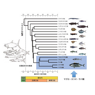 マグロやカツオなどのサバ科魚類の共通祖先は深海に棲んでいた 東大など Tech