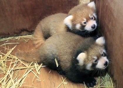 レッサーパンダの赤ちゃんの お食い初め を公開 栃木県 那須どうぶつ王国 マイナビニュース