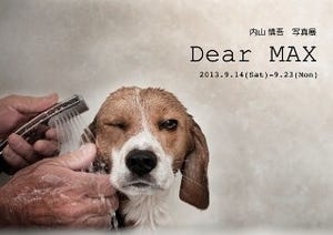 東京都三鷹市で、愛犬を被写体にした「内山 慎吾 写真展　Dear MAX」開催
