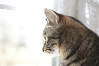 猫は栄養管理の達人 自身で必要な栄養を選択していることが判明 マイナビニュース