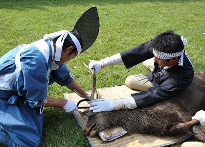 奈良県 奈良市で雄鹿の角を切る 鹿の角きり 開催 マイナビニュース