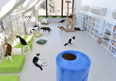 東京都 豊島区の猫カフェ型シェルターへ潜入 マイナビニュース