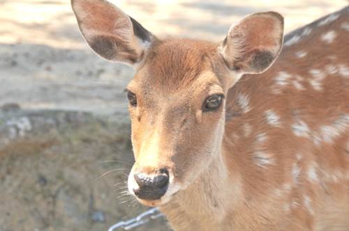 奈良公園の主 鹿 実はハーレムだった 知られざる鹿の実態を紹介 マイナビニュース