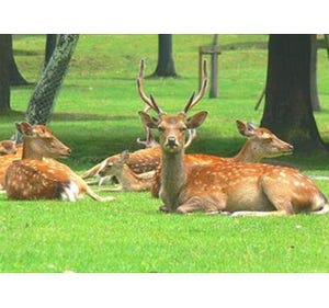 奈良公園の主「鹿」、実はハーレムだった!　知られざる鹿の実態を紹介!!