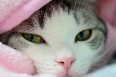猫の寒さ対策 画像21枚 マイナビニュース