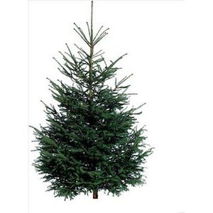 イケア、"本物のモミの木"のクリスマスツリーを発売