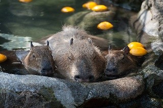 カピバラが露天風呂に入浴する様子がかわいすぎると話題に