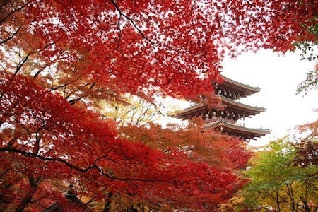 東京都日野市 高幡不動尊で 境内が 秋色 に染まる もみじまつり 開催 マイナビニュース