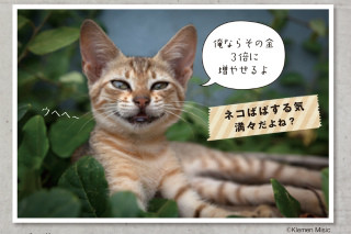 445枚のおもしろネコの画像を集めた「ネコむふ」が話題に