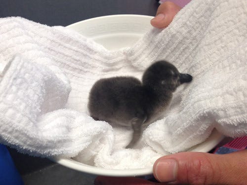 手のひらサイズ ケープペンギンの赤ちゃんがモフモフすぎて可愛い