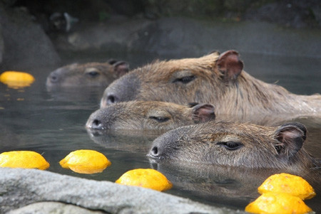 カピバラの露天風呂 が期間限定で ゆず湯 に 伊豆シャボテン公園 マイナビニュース