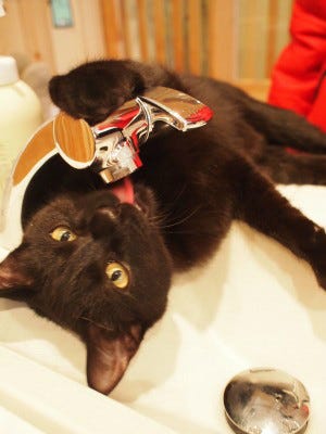 黒猫専門猫カフェがオープン 黒猫ばかりで見分けはつくの マイナビニュース