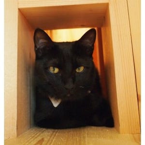 黒猫専門猫カフェがオープン! 黒猫ばかりで見分けはつくの?