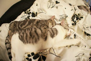 触ると温かい猫型抱き枕がかわいすぎる