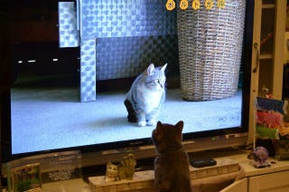 岩合光昭の世界ネコ歩き に猫が夢中 実際に見せてみた マイナビニュース