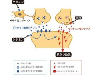 理研など 躁うつ病用気分安定薬のリチウムの作用メカニズムの一部を解明 Tech