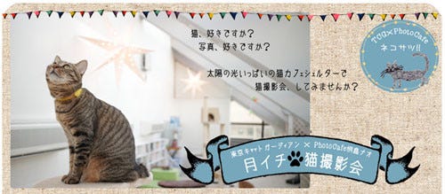 東京都 大塚の保護猫カフェで 猫の撮影会開催 マイナビニュース