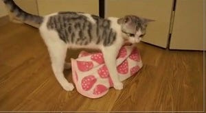 ヨチヨチ歩きの子猫が大好きな毛布を運ぶ様子が激萌え