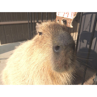 伊豆と長崎のカピバラが「露天風呂協定書」に調印!? 長風呂対決も