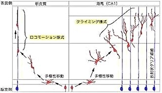 名大 脳内の歩行や遊泳などの運動に関わる神経回路を解明 Tech