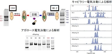 慶応大 これまで否定されていた3倍体プラナリアの有性生殖を確認 Tech