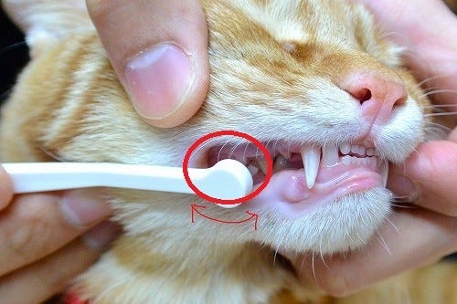 猫に歯磨きは必要 獣医師が解説 マイナビニュース
