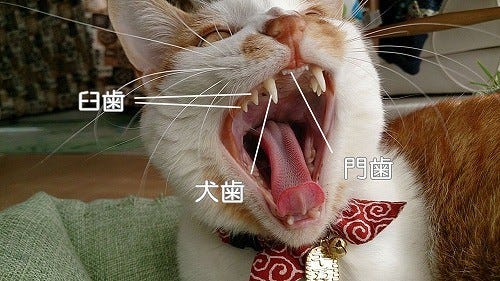 猫に歯磨きは必要 獣医師が解説 マイナビニュース