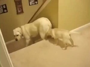 子供に階段の降り方を教える様子が犬と猫とで違いすぎる