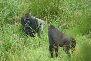 東京都町田市で、ロベケ国立公園の写真展「アフリカの野生を守る」を開催