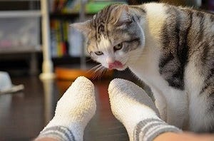 猫になれる猫型靴下をアラサー独女が着用してみたらこうなった【画像大量】