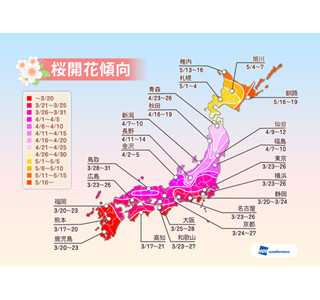 今年の桜、全国的に平年並みかやや早い開花に - ウェザーニューズ